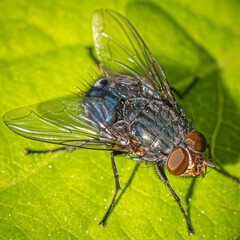 close up of fly