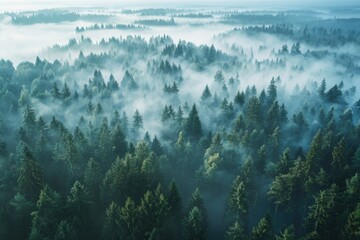 Aerial view of a misty forest, perfect for nature themes