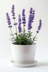 A potted plant with purple flowers on a saucer. Suitable for home decor or gardening concepts
