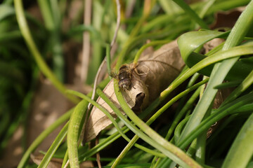 Eristalinus aeneus
Eristalinus aeneus in its natural element

