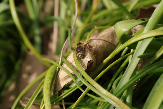 Eristalinus aeneus
Eristalinus aeneus in its natural element

