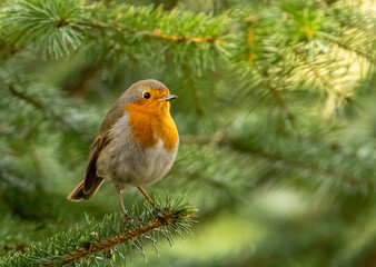 Robin redbreast songbird perched on the branch of a fir tree