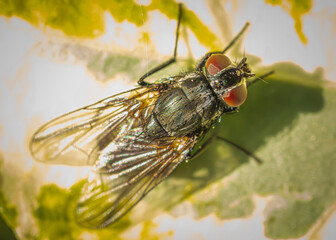 close up of fly