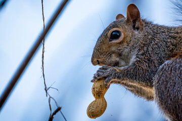 Close-up of an american squirrel - 766598714