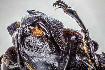close up of a beetle