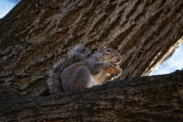 Close-up of an american squirrel - 766598760