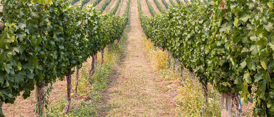 Fototapeta na wymiar View down grape vines at a winery