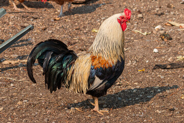 Colourful rooster