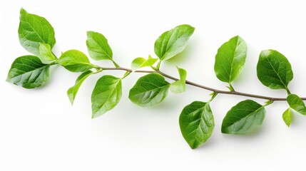 Tree branch with fresh green leaves isolated white background. AI generated image - obrazy, fototapety, plakaty