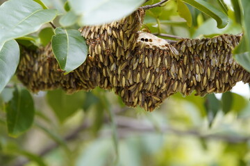 Apoica pallida, known as the marimbondo-chapéu in Brazil, is a nocturnal eusocial wasp in the...