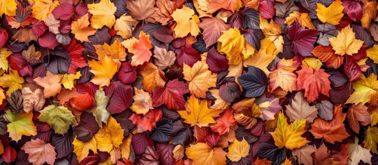 A bunch of vibrant autumn leaves lay scattered on the ground.