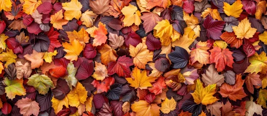 Fotobehang A bunch of vibrant autumn leaves lay scattered on the ground. © FryArt Studio