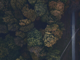 Dark forest with a road photographed from a drone. 