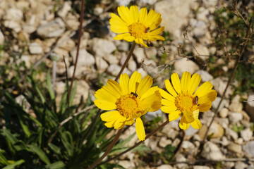 Stemmy four-nerve daisy growing in rocky soil during Texas spring season. - 766606989