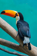 toucan on a tree