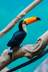 blue and yellow macaw