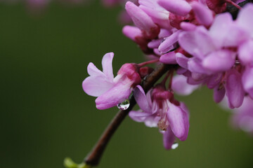 Redbud tree blooms closeup on branch with water drops from rain weather.