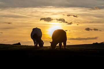 Two cows grazing on Ditchling Beacon at sunset
