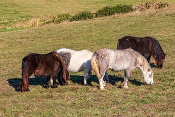 Four ponies in a field in rural Sussex, on a sunny winter's day