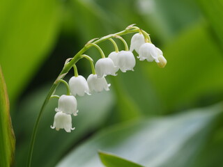 Tender lilies of the valley in a spring green garden