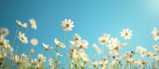 A field of daisies with white flowers blooming gracefully under a clear blue sky.
