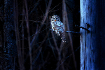 The Ural owl - Strix uralensis - is a large nocturnal owl
