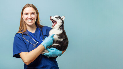Female veterinarian holding yawning Siberian Husky puppy on a blue background