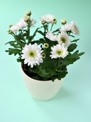 white chrysanthemums in a pot on a light green background