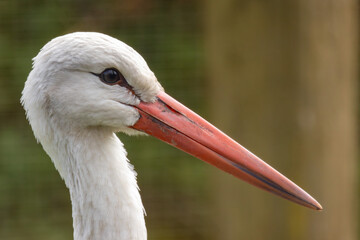 portrait close up of a white stork, bird, wildlife, nature background