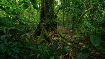 Tropical rainforest with big trees