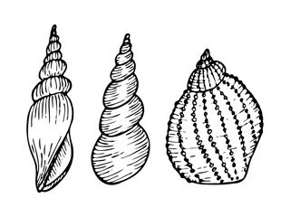 A set of vector seashell line art illustrations. Hand drawn maritime seashell sketch. Undersea seashells outline drawing. Design elements for icon, logo, seafood shop, menu, coloring.