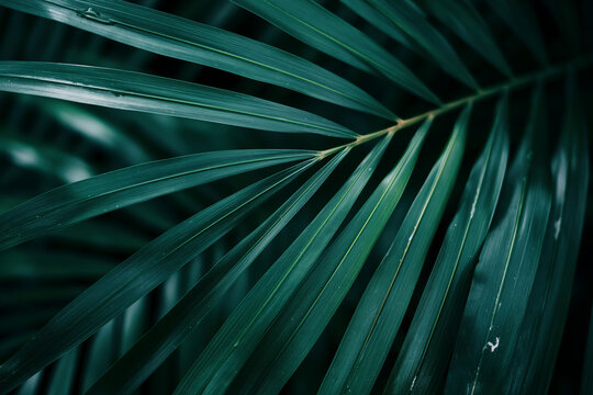 Close-up of a vibrant green palm leaf.