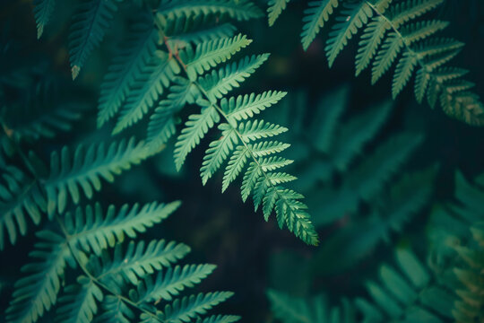 Close-up of fern leaves with a dark background.
