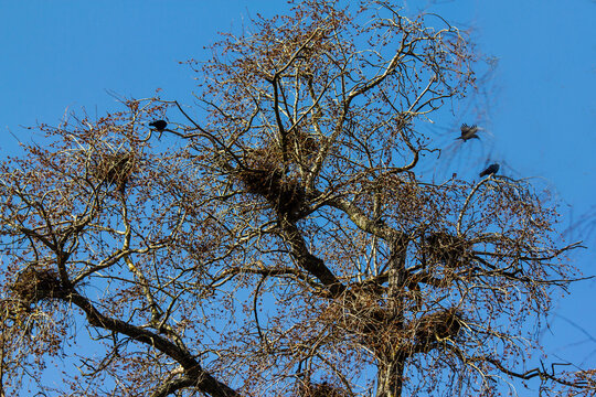Spring worries of birds. 
Crows and rooks build nests to produce new offspring. 
