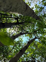 troncos de arboles