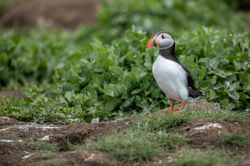 close up of Atlantic Puffin bird or common Puffin  Fratercula arctica