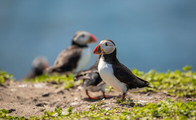 close up of Atlantic Puffin bird or common Puffin  Fratercula arctica - obrazy, fototapety, plakaty