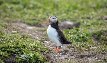 close up of Atlantic Puffin bird or common Puffin  Fratercula arctica - obrazy, fototapety, plakaty