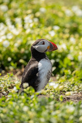 close up of Atlantic Puffin bird or common Puffin  Fratercula arctica