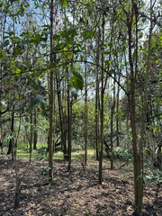 Fototapeta premium troncos de arboles