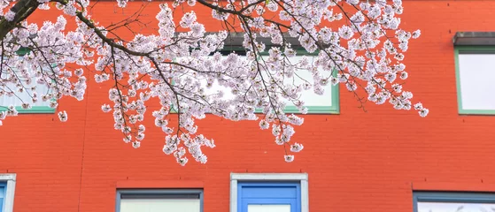 Foto auf Leinwand cherry blossom with colorful buildings in Almere Buiten, Netherlands, sakura  © Echo