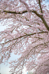cherry blossom with gray cloudy sky and wind blowing
