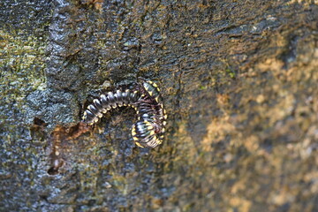 Embua during sex, Millipedes (Diplopoda) are a class of the subphylum Myriapoda, commonly known as...