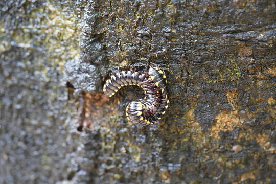 Embua during sex, Millipedes (Diplopoda) are a class of the subphylum Myriapoda, commonly known as embuá. Park of Coco, Fortaleza - Ceará, Brazil.