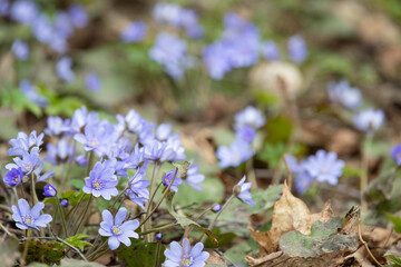 Closeup of beautiful snowdrops growing in a forest. Top view of the first spring flowers. The...