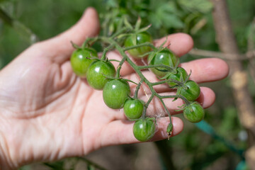 a twig with small green cherry tomatoes in a gardener's hand. Growing vegetables in the garden