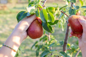 farmer harvesting red pears from a tree in the garden. Fruit harvest