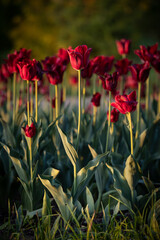 Dark red tulips in the rays of sunset. Dark theme - 766620599