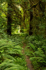 Ferns Begin To Take Over Trail Through Hoh Rainforest