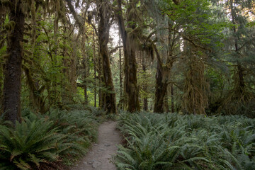 Ferns Fill The Forest Floor Below The Giant Trees In The Hall Of Mosses in Olympic National Park
